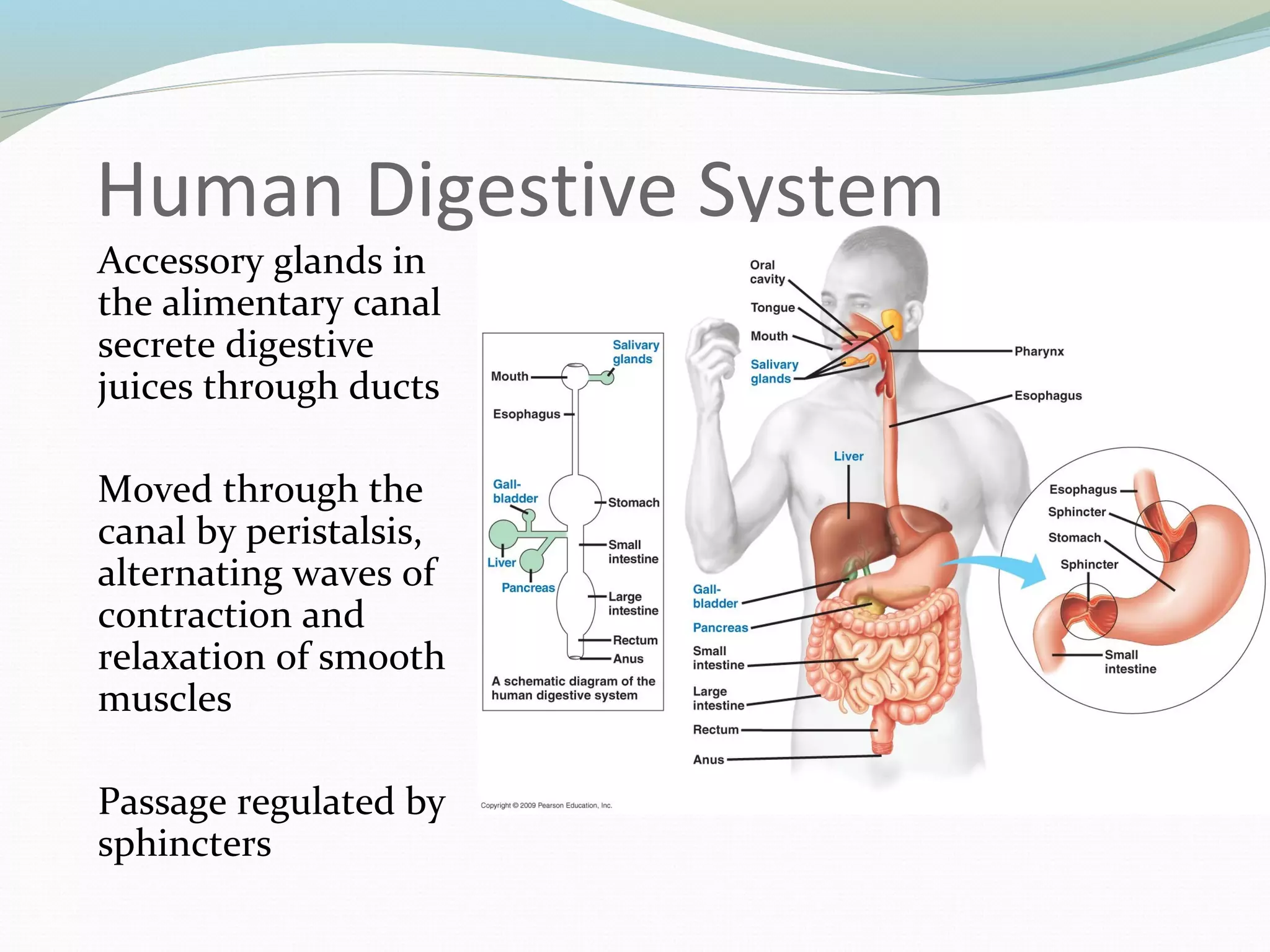 Human Digestive System
Accessory glands in
the alimentary canal
secrete digestive
juices through ducts
Moved through the
canal by peristalsis,
alternating waves of
contraction and
relaxation of smooth
muscles
Passage regulated by
sphincters
 