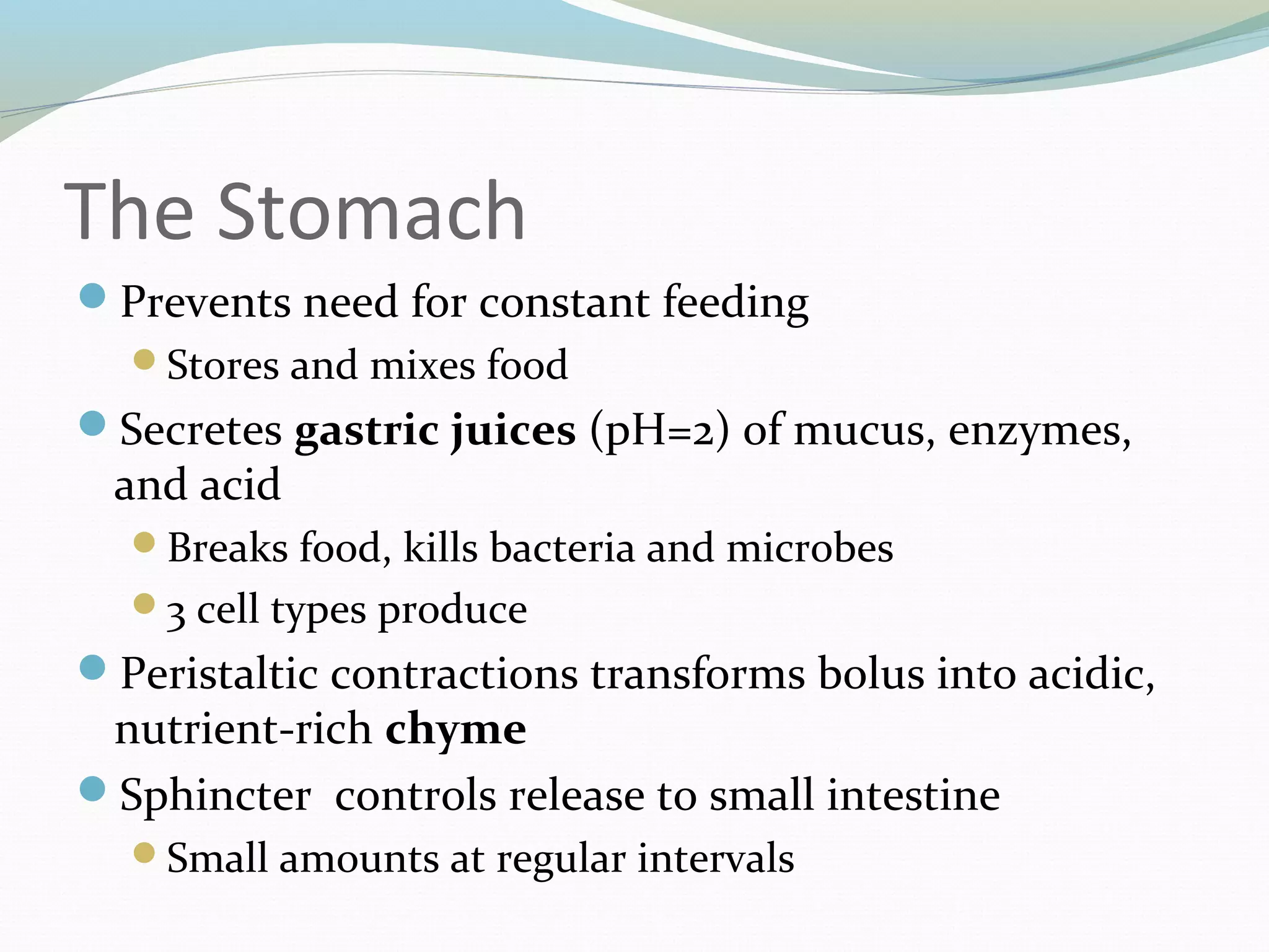 The Stomach
Prevents need for constant feeding
Stores and mixes food
Secretes gastric juices (pH=2) of mucus, enzymes,
and acid
Breaks food, kills bacteria and microbes
3 cell types produce
Peristaltic contractions transforms bolus into acidic,
nutrient-rich chyme
Sphincter controls release to small intestine
Small amounts at regular intervals
 