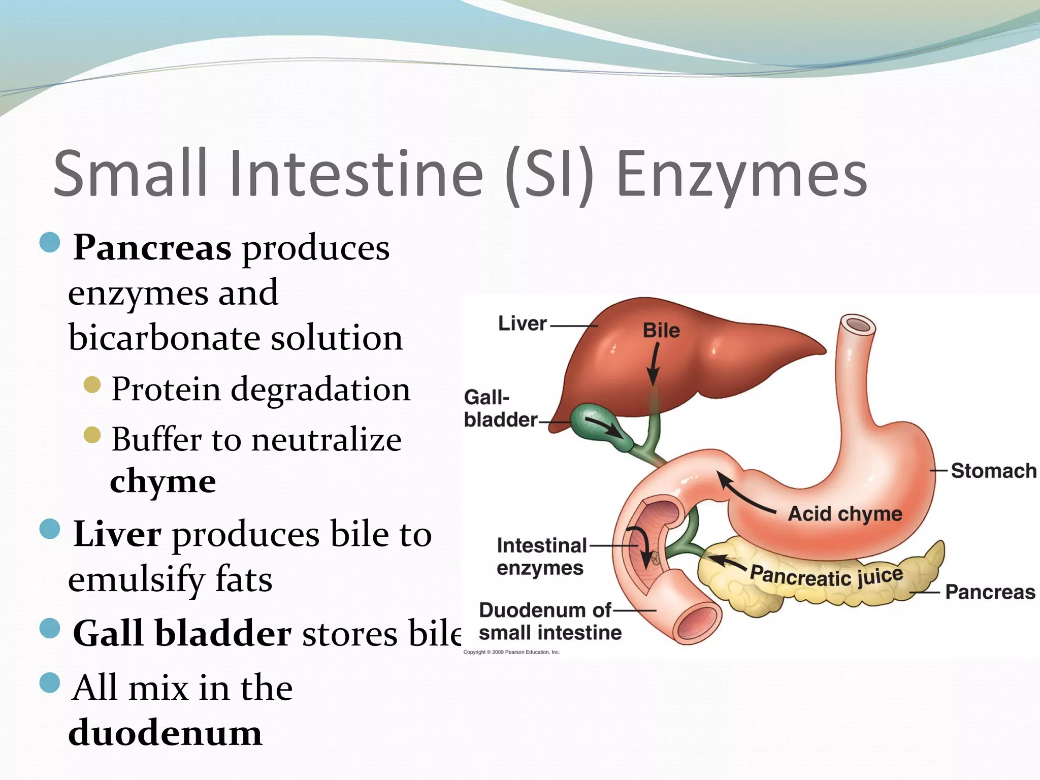 Small Intestine (SI) Enzymes
Pancreas produces
enzymes and
bicarbonate solution
Protein degradation
Buffer to neutralize
chyme
Liver produces bile to
emulsify fats
Gall bladder stores bile
All mix in the
duodenum
 