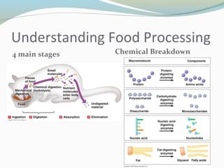 Food Breakdown Process Ppt on nutrition and digestion | PPT
