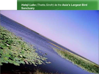 Haleji Lake (Thatta,Sindh) is the Asia’s Largest Bird
Sanctuary
The heavenly Shandur Lake
 
