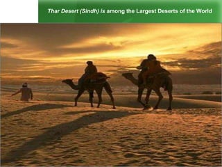 Thar Desert (Sindh) is among the Largest Deserts of the World
 