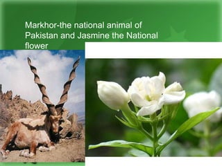 Markhor-the national animal of
Pakistan and Jasmine the National
flower
 