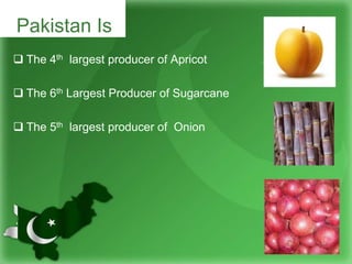  The 4th largest producer of Apricot
 The 6th Largest Producer of Sugarcane
 The 5th largest producer of Onion
Pakistan Is
 