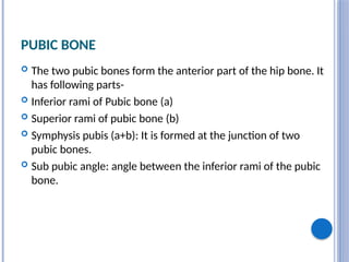 PUBIC BONE
 The two pubic bones form the anterior part of the hip bone. It
has following parts-
 Inferior rami of Pubic bone (a)
 Superior rami of pubic bone (b)
 Symphysis pubis (a+b): It is formed at the junction of two
pubic bones.
 Sub pubic angle: angle between the inferior rami of the pubic
bone.
 