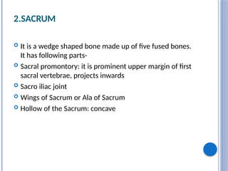 2.SACRUM
 It is a wedge shaped bone made up of five fused bones.
It has following parts-
 Sacral promontory: it is prominent upper margin of first
sacral vertebrae, projects inwards
 Sacro iliac joint
 Wings of Sacrum or Ala of Sacrum
 Hollow of the Sacrum: concave
 