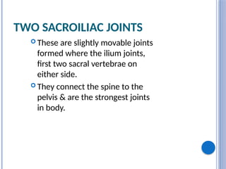 TWO SACROILIAC JOINTS
 These are slightly movable joints
formed where the ilium joints,
first two sacral vertebrae on
either side.
 They connect the spine to the
pelvis & are the strongest joints
in body.
 