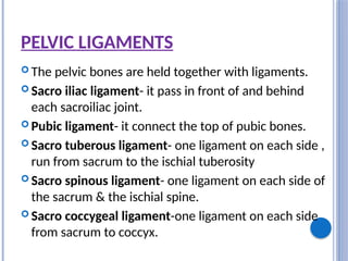 PELVIC LIGAMENTS
 The pelvic bones are held together with ligaments.
 Sacro iliac ligament- it pass in front of and behind
each sacroiliac joint.
 Pubic ligament- it connect the top of pubic bones.
 Sacro tuberous ligament- one ligament on each side ,
run from sacrum to the ischial tuberosity
 Sacro spinous ligament- one ligament on each side of
the sacrum & the ischial spine.
 Sacro coccygeal ligament-one ligament on each side
from sacrum to coccyx.
 