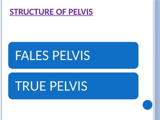 STRUCTURE OF PELVIS
FALES PELVIS
TRUE PELVIS
 