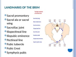 LANDMARKS OF THE BRIM
 Sacral promontory
 Sacral ala or sacral
wing
 Sacroiliac joint
 Iliopectineal line
 Iliopubic eminence
 Pectineal line
 Pubic tubercle
 Pubic Crest
 Symphysis pubis
 