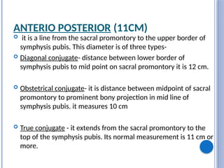 ANTERIO POSTERIOR (11CM)
 it is a line from the sacral promontory to the upper border of
symphysis pubis. This diameter is of three types-
 Diagonal conjugate- distance between lower border of
symphysis pubis to mid point on sacral promontory it is 12 cm.
 Obstetrical conjugate- it is distance between midpoint of sacral
promontory to prominent bony projection in mid line of
symphysis pubis. it measures 10 cm
 True conjugate - it extends from the sacral promontory to the
top of the symphysis pubis. Its normal measurement is 11 cm or
more.
 