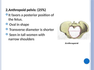 2.Anthropoid pelvis: (25%)
 It favors a posterior position of
the fetus.
 Oval in shape
 Transverse diameter is shorter
 Seen in tall women with
narrow shoulders
 