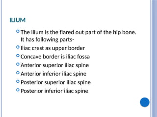ILIUM
 The ilium is the flared out part of the hip bone.
It has following parts-
 Iliac crest as upper border
 Concave border is iliac fossa
 Anterior superior iliac spine
 Anterior inferior iliac spine
 Posterior superior iliac spine
 Posterior inferior iliac spine
 