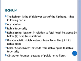 ISCHIUM
 The ischium is the thick lower part of the hip bone. It has
following parts-
 Acetabulum
 Ischial tuberosity
 Ischial spine: location in relation to fetal head, i.e. above (-),
below (+) or at (zero station)
 Greater sciatic Notch: extends from Sacro iliac joint to
ischial spine
 Lesser Sciatic Notch: extends from ischial spine to ischial
tuberosity
 Obturator foramen: passage of pelvic nerve fibres
 