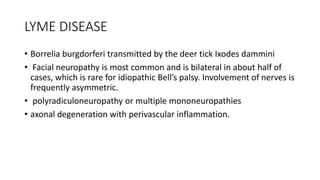 LYME DISEASE
• Borrelia burgdorferi transmitted by the deer tick Ixodes dammini
• Facial neuropathy is most common and is bilateral in about half of
cases, which is rare for idiopathic Bell’s palsy. Involvement of nerves is
frequently asymmetric.
• polyradiculoneuropathy or multiple mononeuropathies
• axonal degeneration with perivascular inflammation.
 
