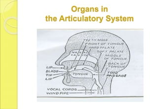 Organs in
the Articulatory System
 