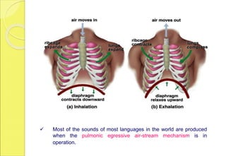  Most of the sounds of most languages in the world are produced
when the pulmonic egressive air-stream mechanism is in
operation.
 