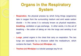 Organs in the Respiratory
System
 Respiration, the physical process by which living things (organisms)
take in oxygen from the surrounding medium and emit waste carbon
dioxide – in this sense it is variously known as physical respiration,
breathing, ventilation or gas exchange. In other words, it is the act of
breathing – the action of taking air into the lungs and sending it out
again.
 Lungs, paired organs in the chest that carry on respiration. The two
lungs are separated by a structure called the mediastinum, which
contains the heart, Trachea (or) Windpipe, etc.
 Trachea (or) Windpipe is a tubular passage way for air.
 