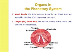  Vocal Cords, the thin strips of tissue in the throat that are
moved by the flow of air to produce the voice.
 Larynx (or) Voice Box, the area at the top of the throat that
contains the vocal cords.
Organs in
the Phonatory System
 