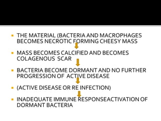  THE MATERIAL (BACTERIA AND MACROPHAGES
BECOMES NECROTIC FORMING CHEESY MASS
 MASS BECOMES CALCIFIED AND BECOMES
COLAGENOUS SCAR
 BACTERIA BECOME DORMANT AND NO FURTHER
PROGRESSION OF ACTIVE DISEASE
 (ACTIVE DISEASE OR RE INFECTION)
 INADEQUATE IMMUNE RESPONSEACTIVATION OF
DORMANT BACTERIA
 