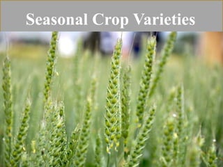 Seasonal Crop Varieties
 