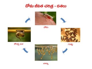  Vectorborne diseases power point in Telugu