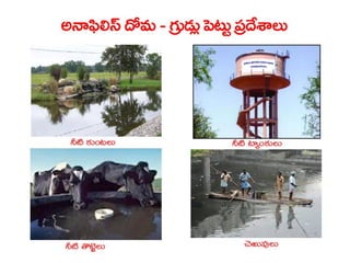  Vectorborne diseases power point in Telugu