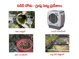  Vectorborne diseases power point in Telugu