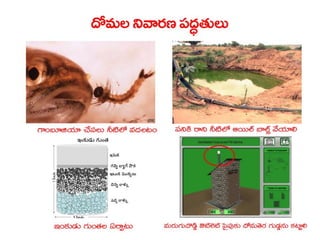  Vectorborne diseases power point in Telugu