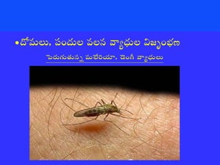  Vectorborne diseases power point in Telugu