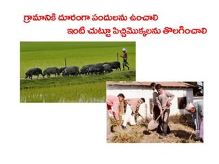  Vectorborne diseases power point in Telugu