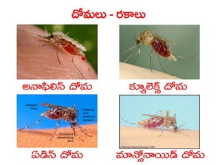  Vectorborne diseases power point in Telugu