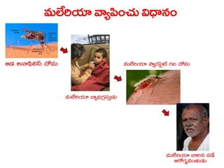  Vectorborne diseases power point in Telugu