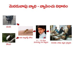  Vectorborne diseases power point in Telugu