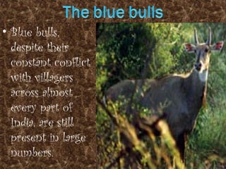 • Blue bulls,
despite their
constant conflict
with villagers
across almost
every part of
India, are still
present in large
numbers.

 