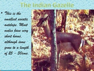 • This is the
smallest asiatic
antelope. Most
males have very
short horns,
although some
grow to a length
of 25 - 30cms.

 