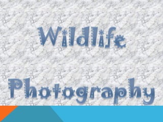 Ppt on wildlife by aryan sehdev