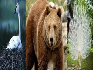 Ppt on wildlife by aryan sehdev