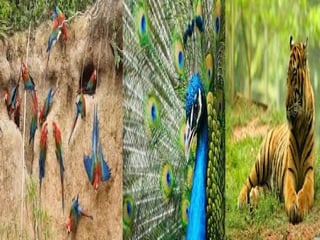 Ppt on wildlife by aryan sehdev