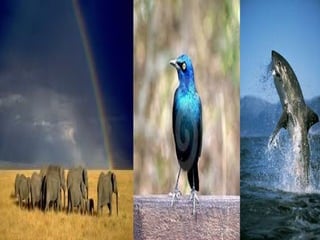 Ppt on wildlife by aryan sehdev