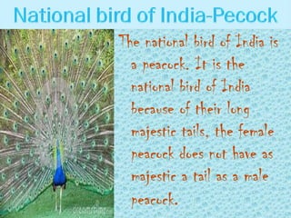 The national bird of India is
a peacock. It is the
national bird of India
because of their long
majestic tails, the female
peacock does not have as
majestic a tail as a male
peacock.

 