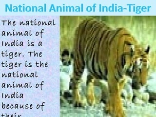The national
animal of
India is a
tiger. The
tiger is the
national
animal of
India
because of

 