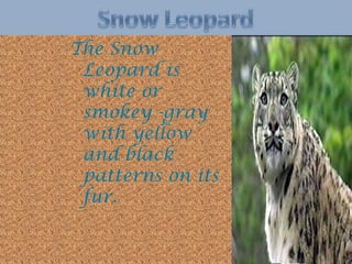 The Snow
Leopard is
white or
smokey -gray
with yellow
and black
patterns on its
fur.

 