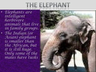 • Elephants are
intelligent
herbivore
animals that live
in family groups.
• The Indian (or
Asian) elephant
is smaller than
the African, but
it is still huge.
Only some of the
males have tusks.

 