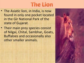 • The Asiatic lion, in India, is now
found in only one pocket located
in the Gir National Park of the
state of Gujarat.
• Their main prey species consist
of Nilgai, Chital, Sambhar, Goats,
Buffaloes and occasionally also
other smaller animals.

 