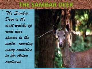  The Sambar
Deer is the
most widely sp
read deer
species in the
world, covering
many countries
in the Asian
continent.

 