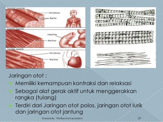 Jaringan Yang Memiliki Kemampuan Kontraksi Adalah Rasanya Jaringan Yang Memiliki Kemampuan Kontraksi Adalah Rasanya