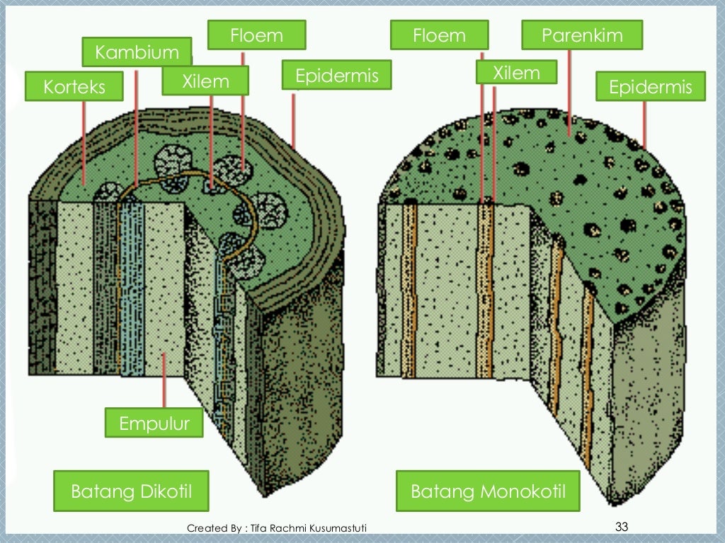 Ppt organisasi kehidupan kelas 7