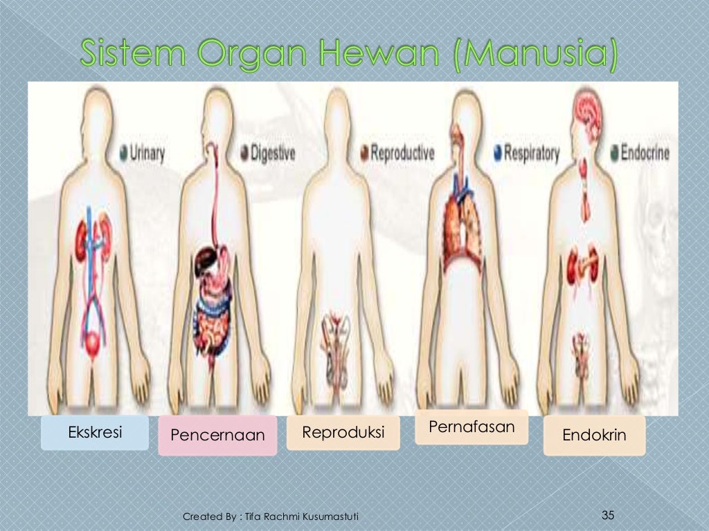 Ppt organisasi kehidupan kelas 7
