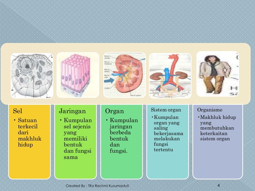 Ppt organisasi kehidupan kelas 7